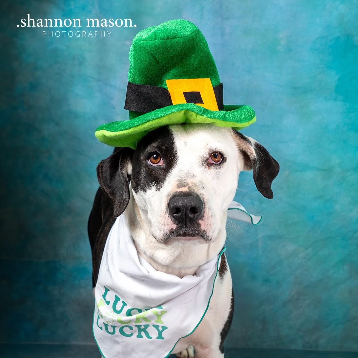 Enlarge Miley, a Adoptable mixed breed in Las Vegas, NV image 1/5