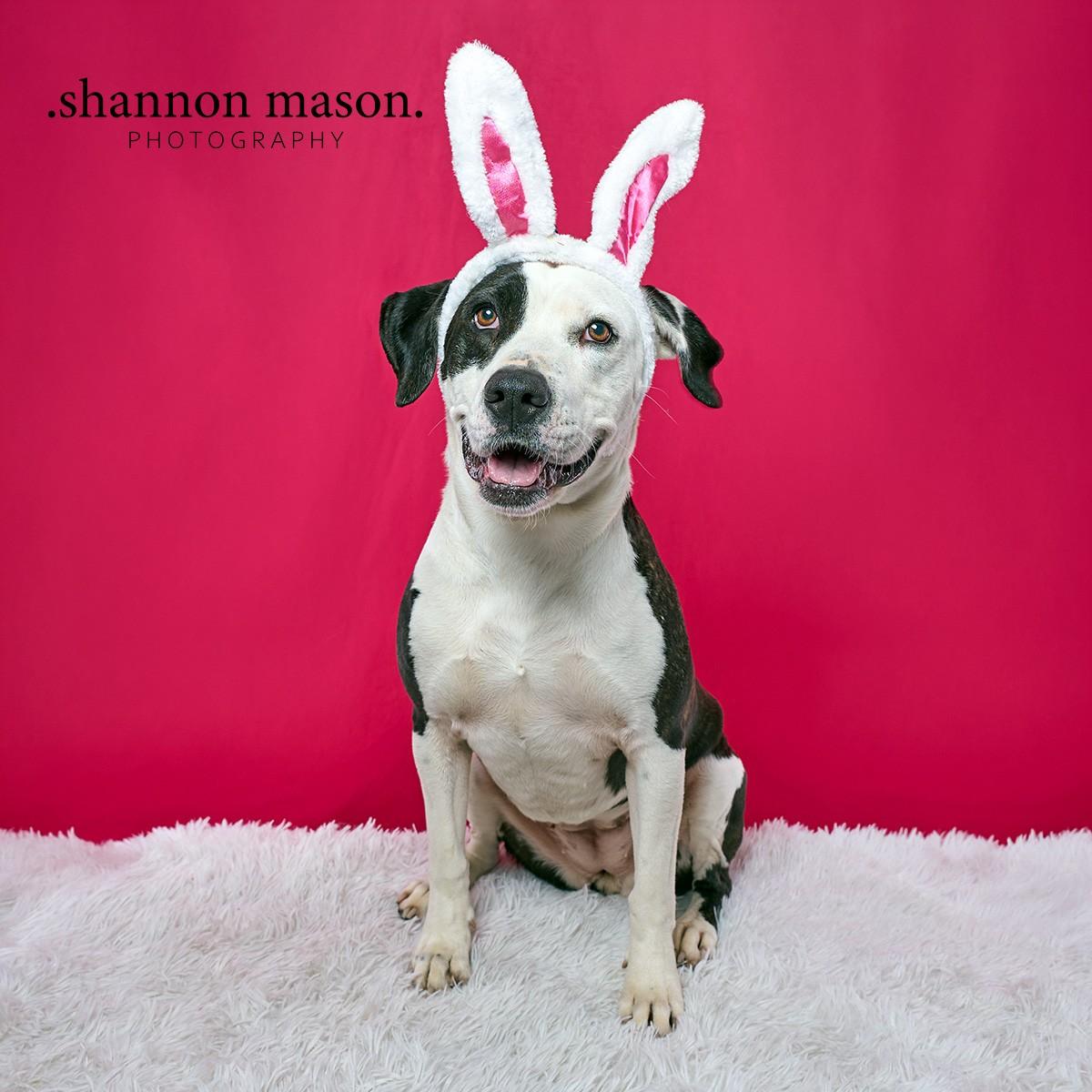 Enlarge Miley, a Adoptable mixed breed in Las Vegas, NV image 2/6