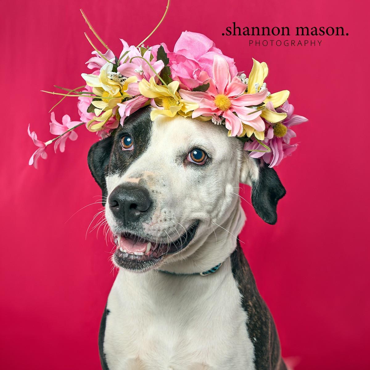 Enlarge Miley, a Adoptable mixed breed in Las Vegas, NV image 1/6