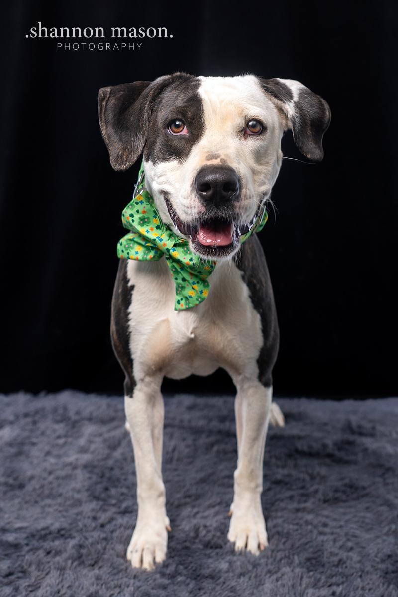 Miley, a Adoptable mixed breed in Las Vegas, NV image 3/6