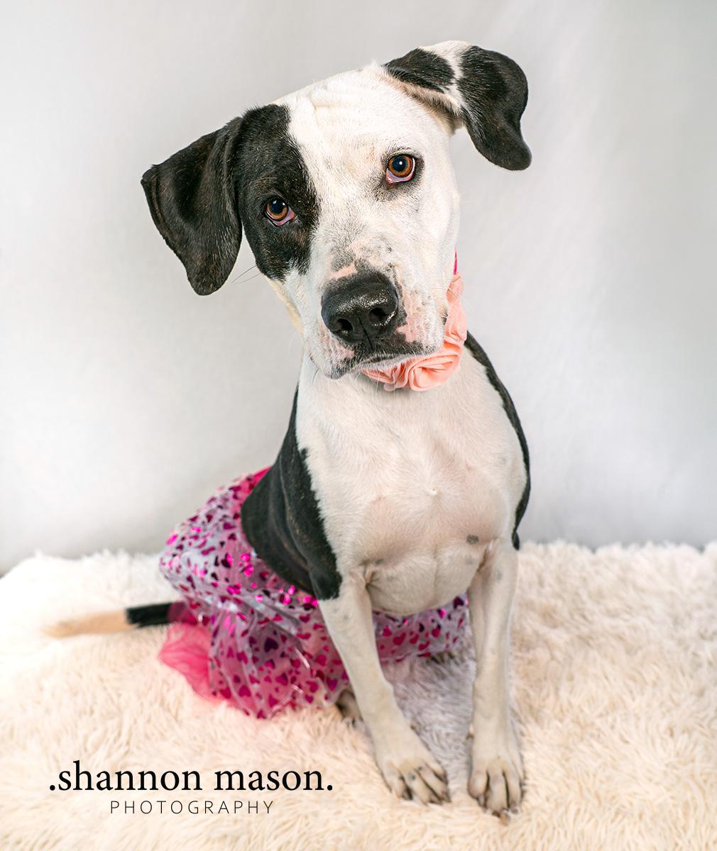Enlarge Miley, a Adoptable mixed breed in Las Vegas, NV image 1/5