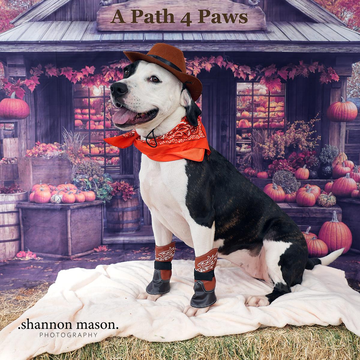 Miley, a Adoptable mixed breed in Las Vegas, NV image 1/6