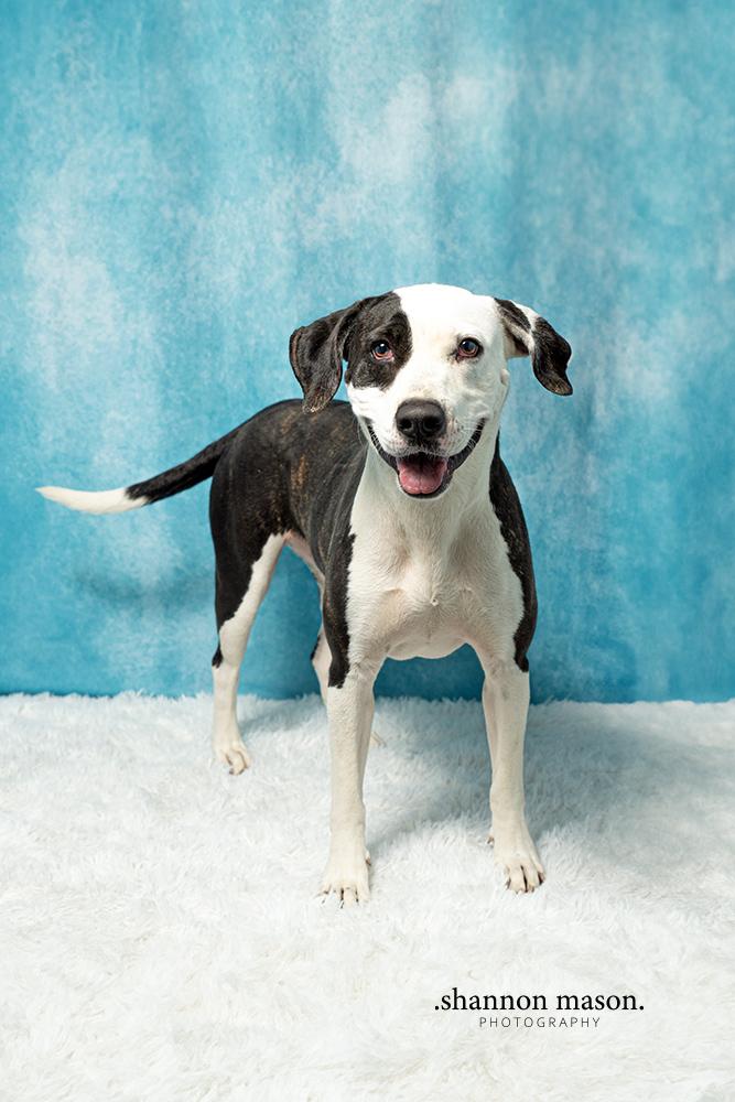 Miley, a Adoptable mixed breed in Las Vegas, NV image 6/6