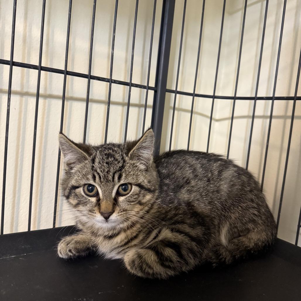 Enlarge Hawk Bowers, a Adoptable Domestic Short Hair in Woodstock, VA image 1/1