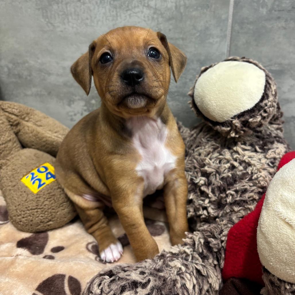MADISON Springs, Adoptable, Puppy Female Chihuahua.