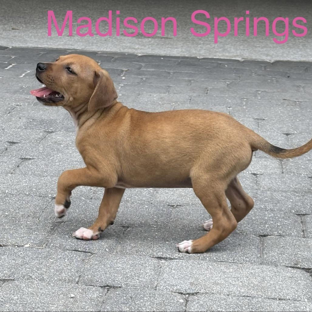 Enlarge MADISON Springs, a Adoptable Chihuahua in Wellington, FL image 2/3