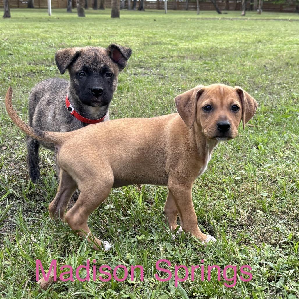 Enlarge MADISON Springs, a Adoptable Chihuahua in Wellington, FL image 3/3