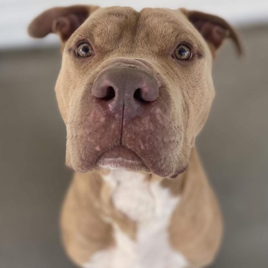 Enlarge Bossier (Reduced Rover), a Adoptable mixed breed in New Orleans, LA image 1/6