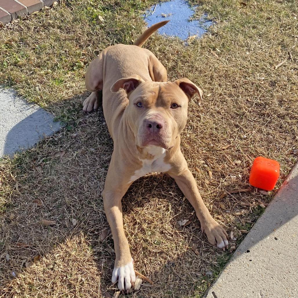 Enlarge Bossier (Reduced Rover), a Adoptable mixed breed in New Orleans, LA image 2/6