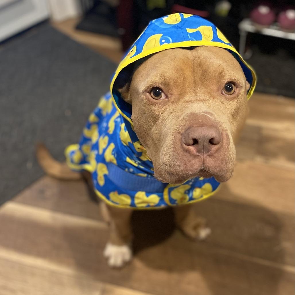 Bossier (Reduced Rover) — thumbnail 3