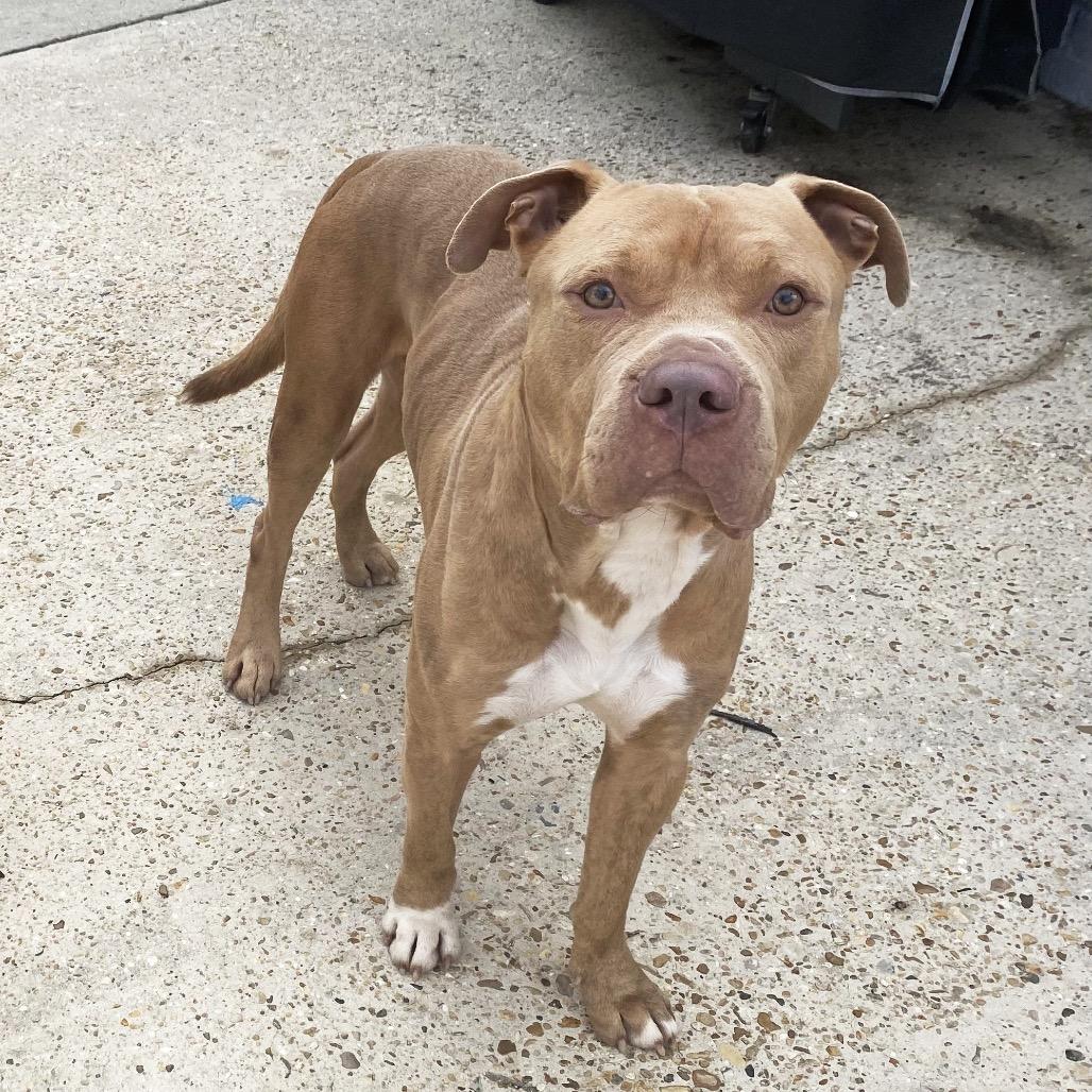 Enlarge Bossier (Reduced Rover), a Adoptable mixed breed in New Orleans, LA image 5/6