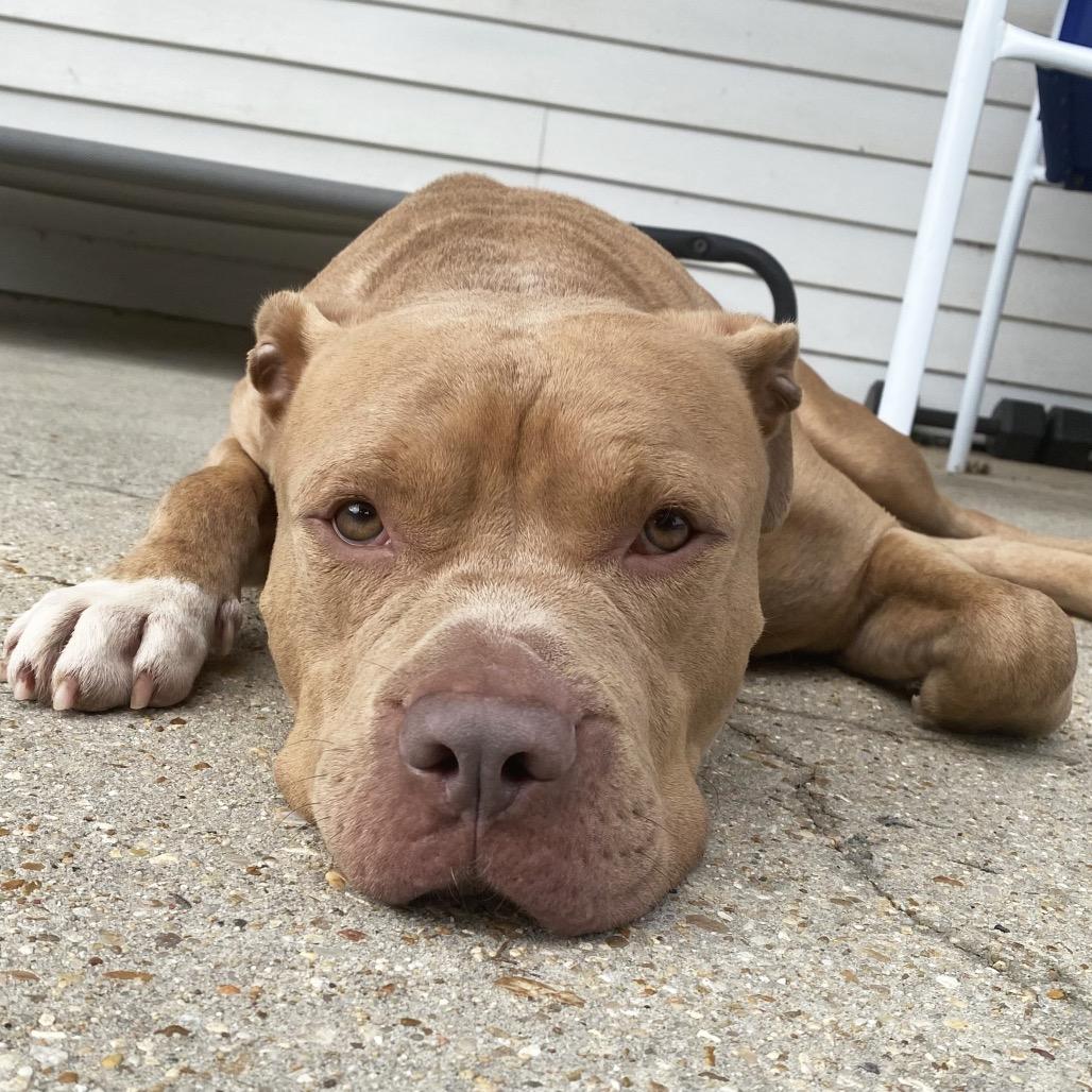 Enlarge Bossier (Reduced Rover), a Adoptable mixed breed in New Orleans, LA image 6/6