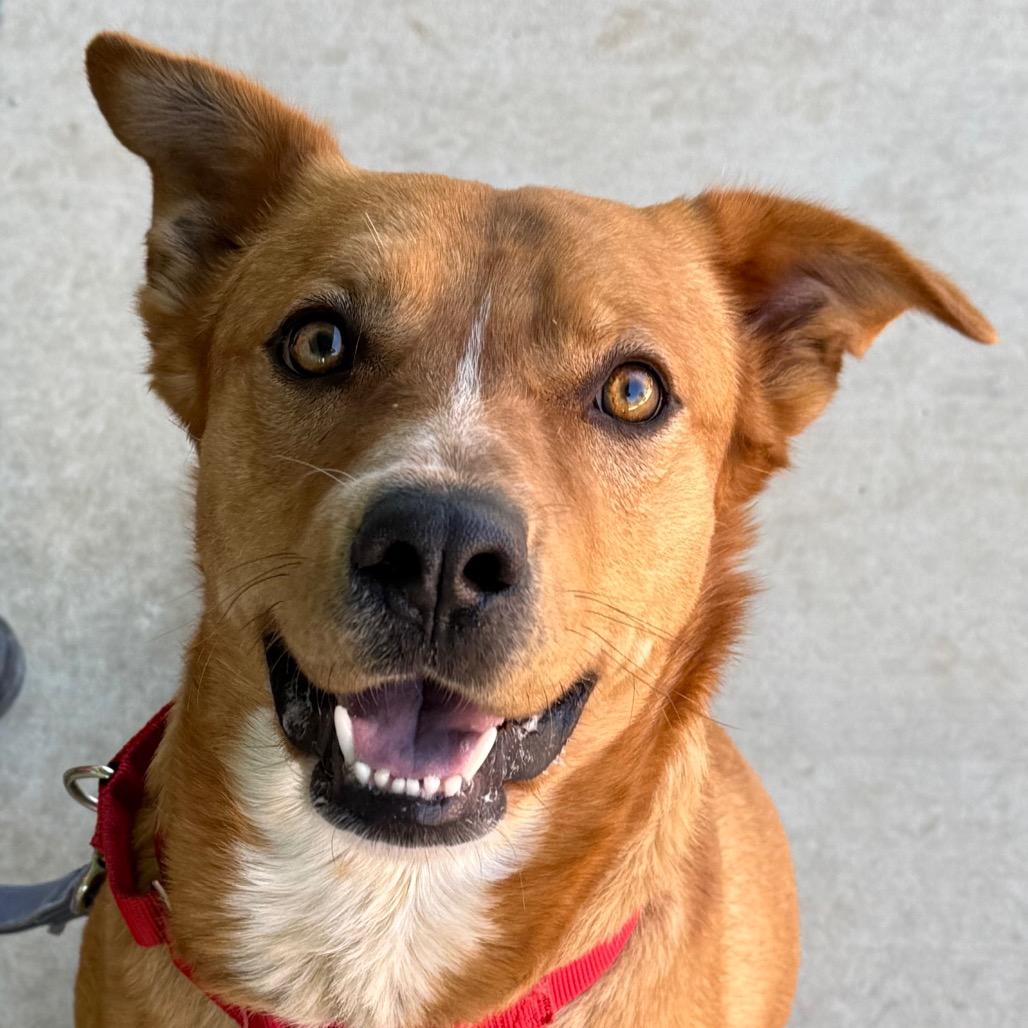 Scooby, Adoptable, Adult Male Pit Bull Terrier & Mixed Breed.