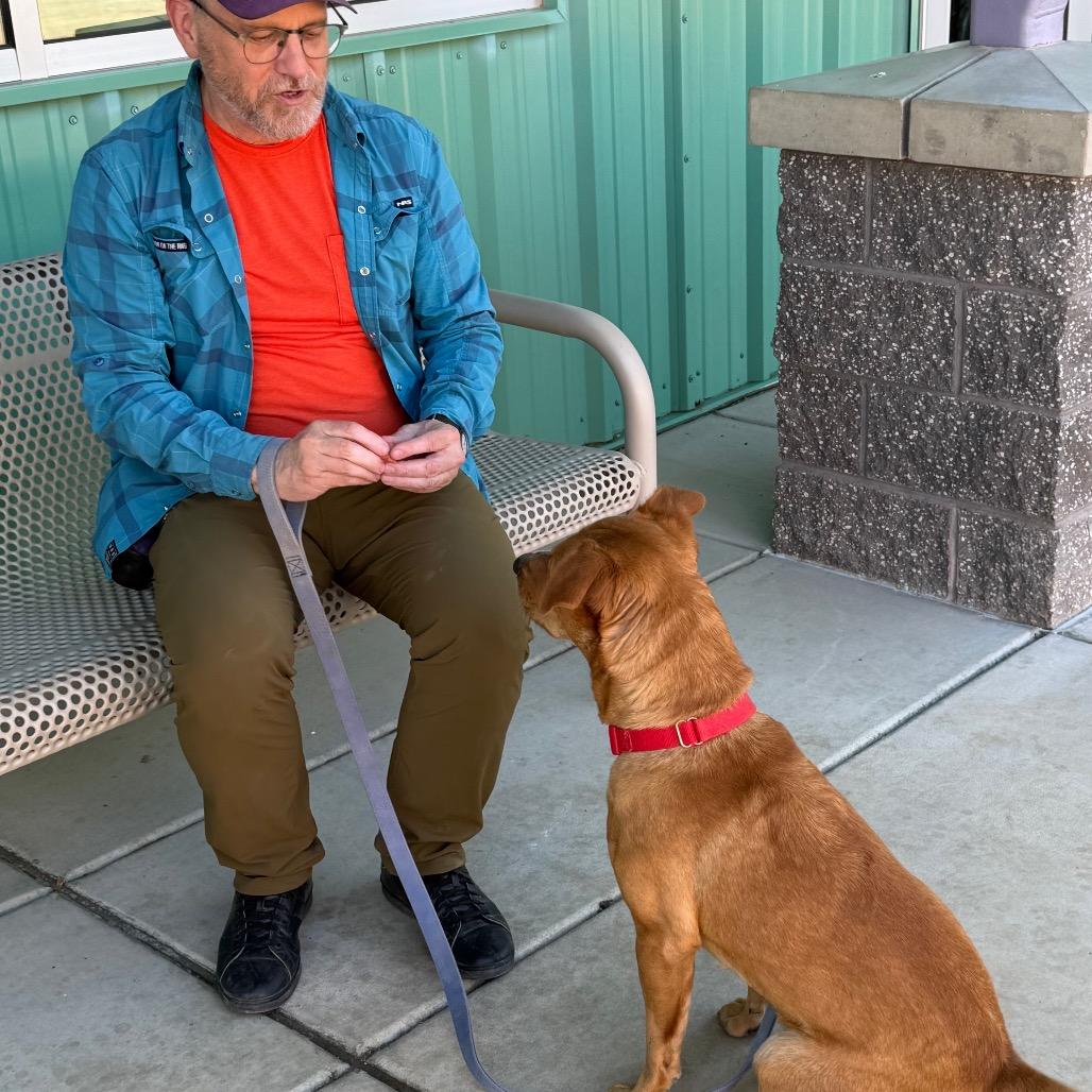 Enlarge Scooby, a Adoptable mixed breed in Albuquerque, NM image 2/6