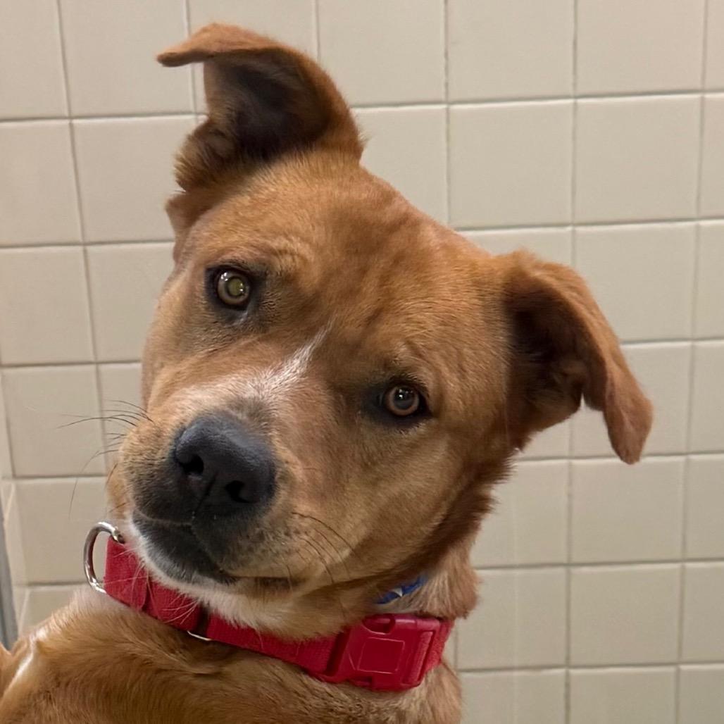 Enlarge Scooby, a Adoptable mixed breed in Albuquerque, NM image 3/6