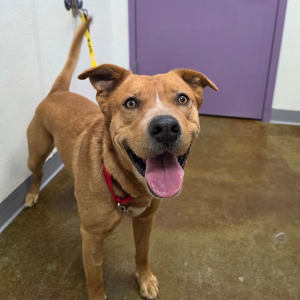 Enlarge Scooby, a Adoptable mixed breed in Albuquerque, NM image 4/6