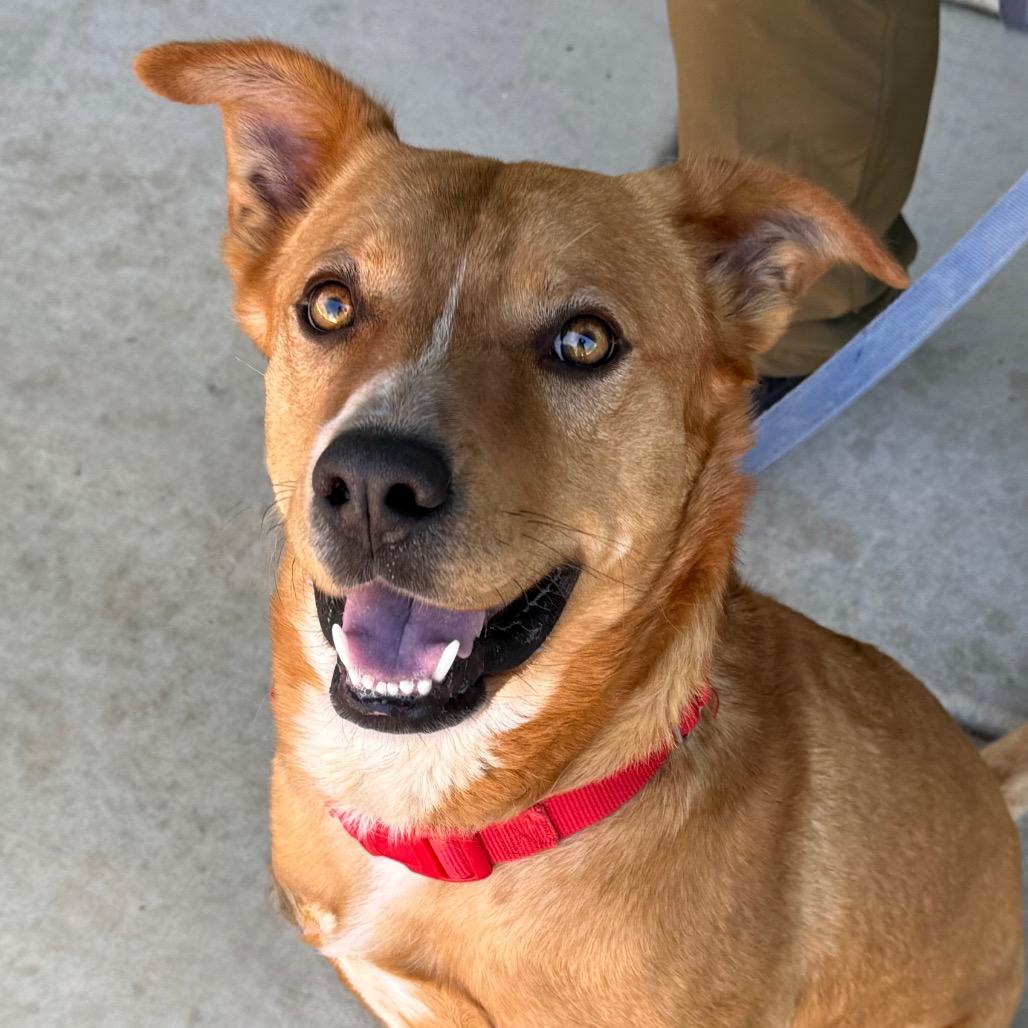 Enlarge Scooby, a Adoptable mixed breed in Albuquerque, NM image 5/6
