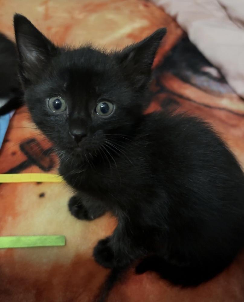 Enlarge Poo #2 (Wednesday), a Adoptable mixed breed in Fremont, NE image 3/3