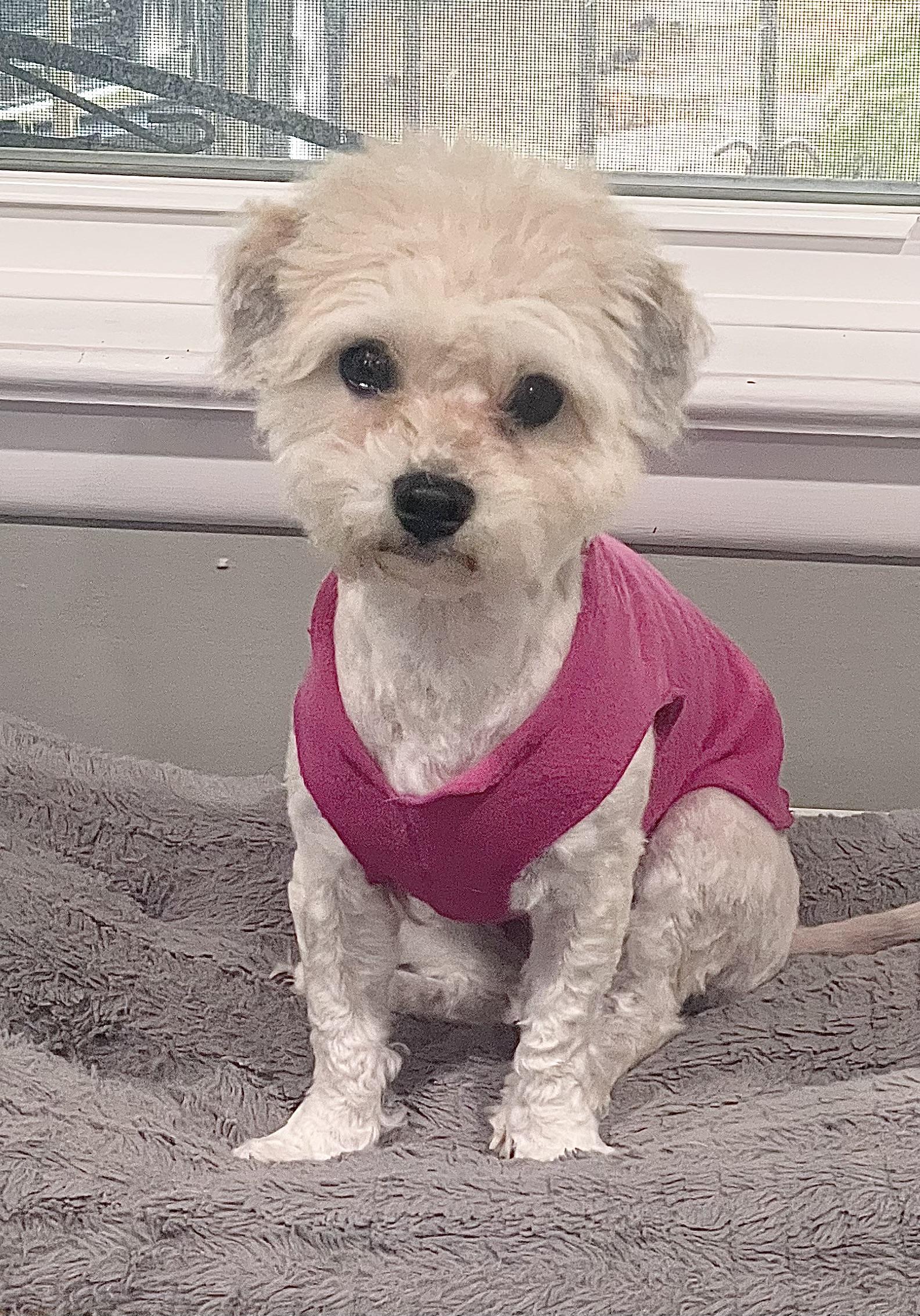 Enlarge Bubbles, a ADOPTABLE Maltipoo in Godfrey, IL image 1/1