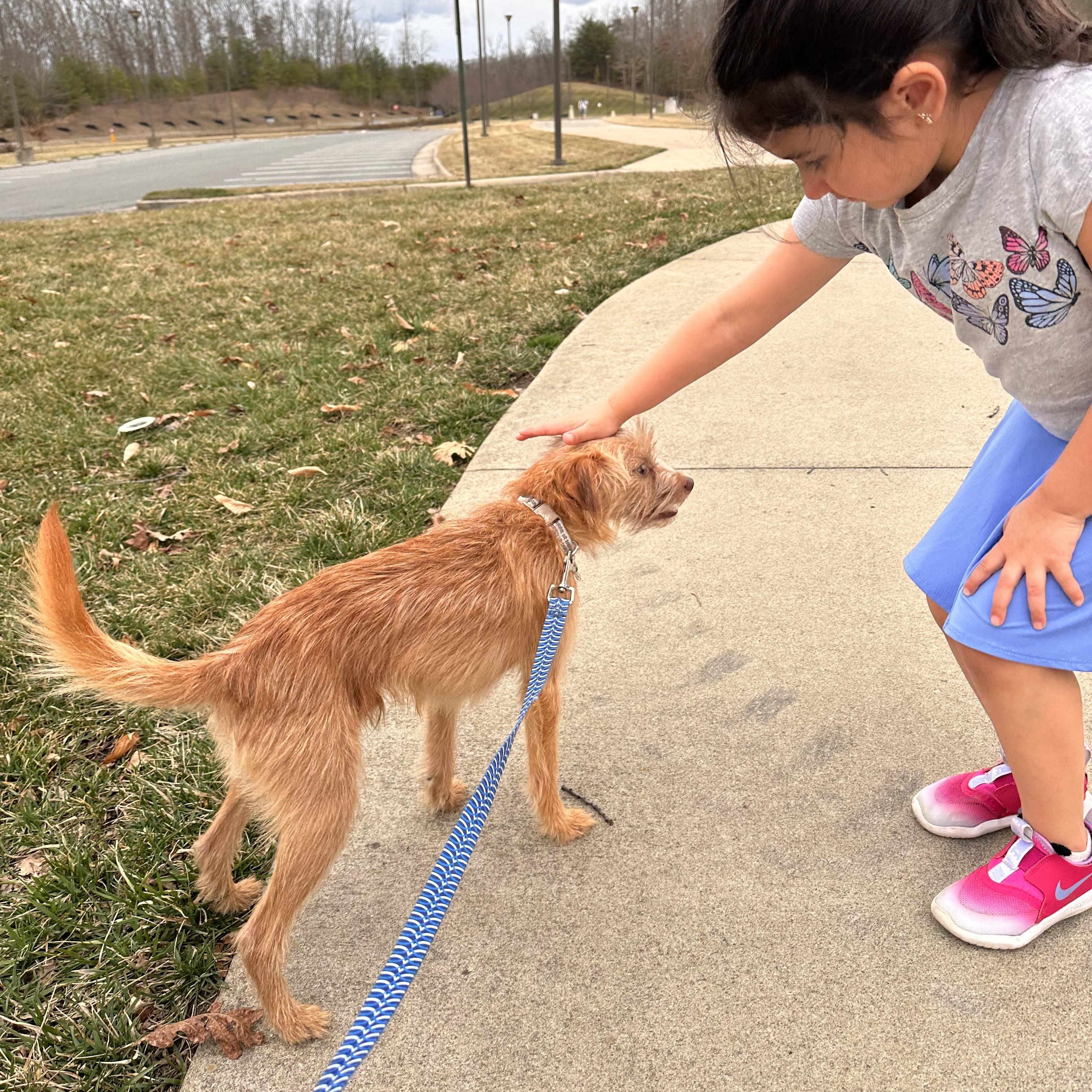 Enlarge Lucas, an adopted mixed breed in chevy chase, MD image 4/5