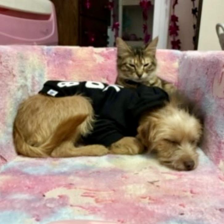 Enlarge Lucas, an adopted mixed breed in chevy chase, MD image 2/5