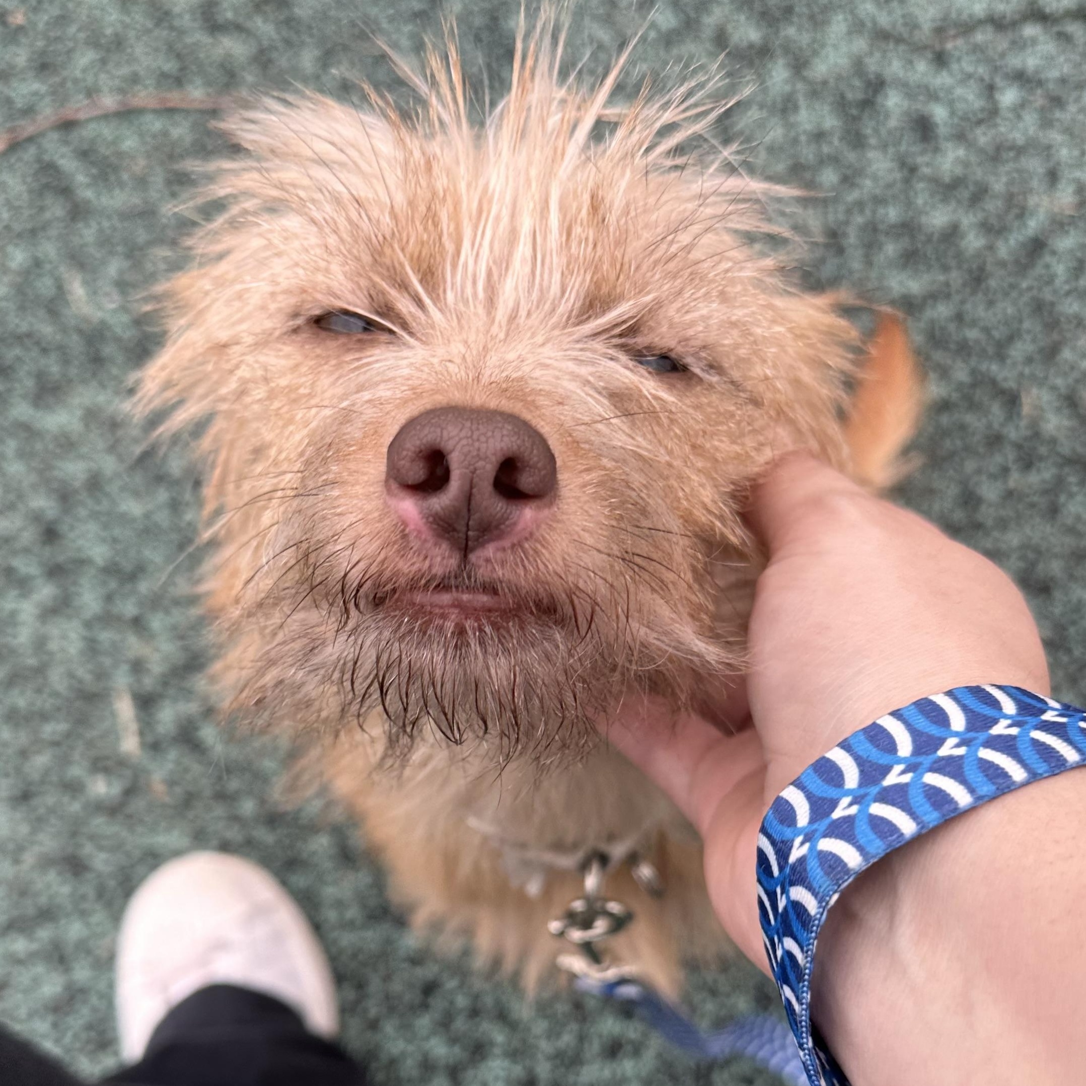 Enlarge Lucas, an adopted mixed breed in chevy chase, MD image 1/5