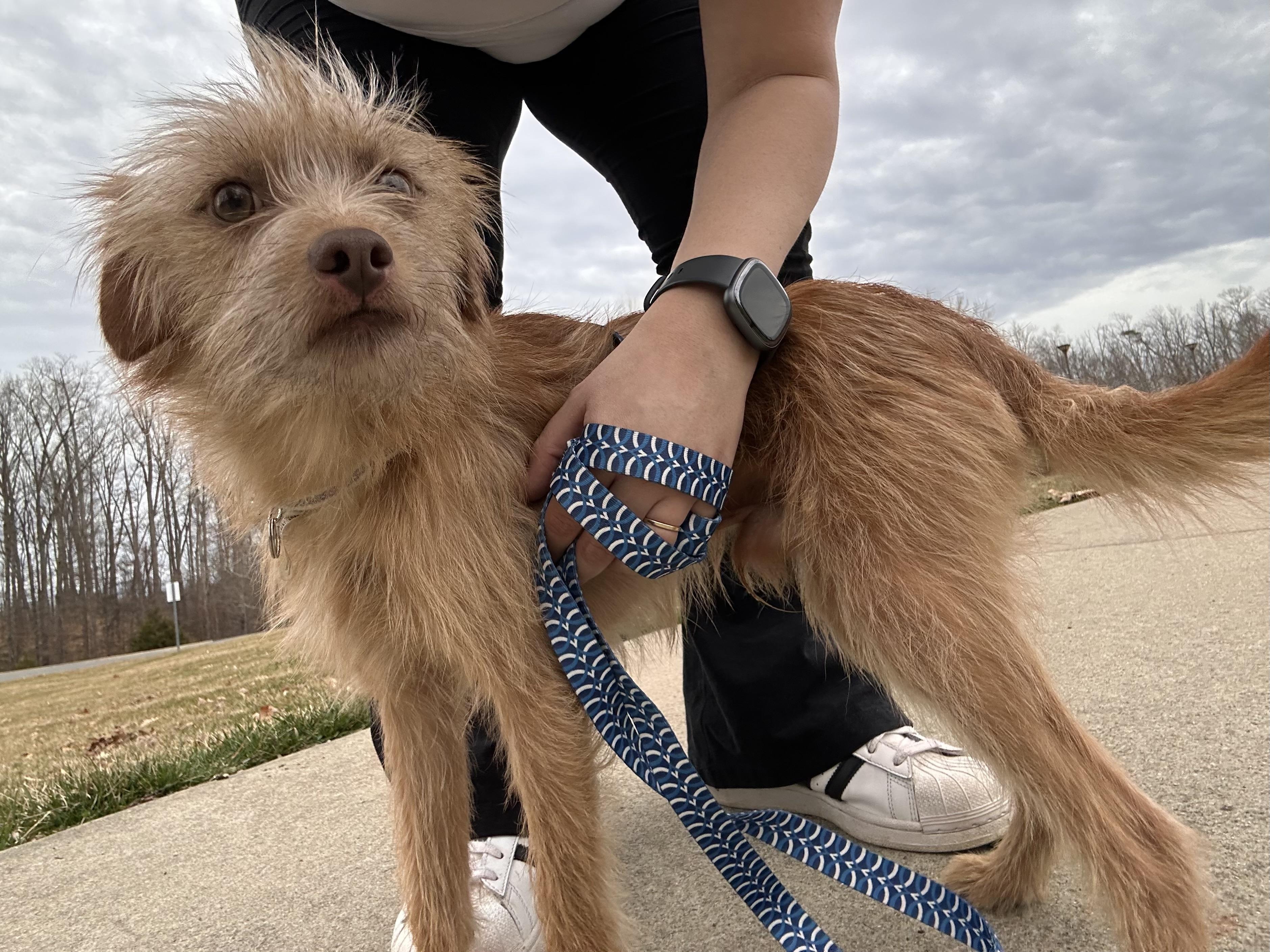 Enlarge Lucas, an adopted mixed breed in chevy chase, MD image 3/5