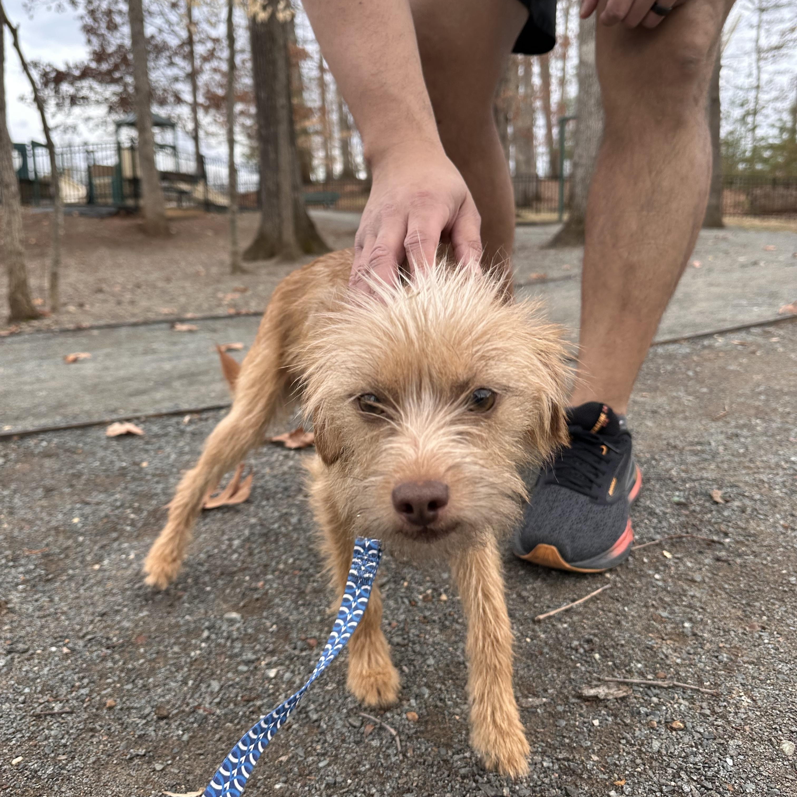 Enlarge Lucas, an adopted mixed breed in chevy chase, MD image 5/5