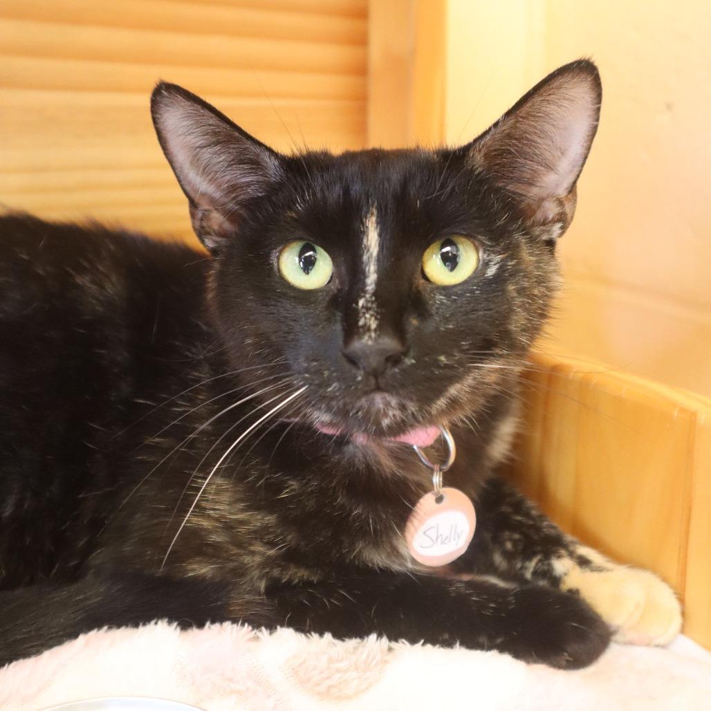 Shelly, Adoptable, Young Female Domestic Short Hair.