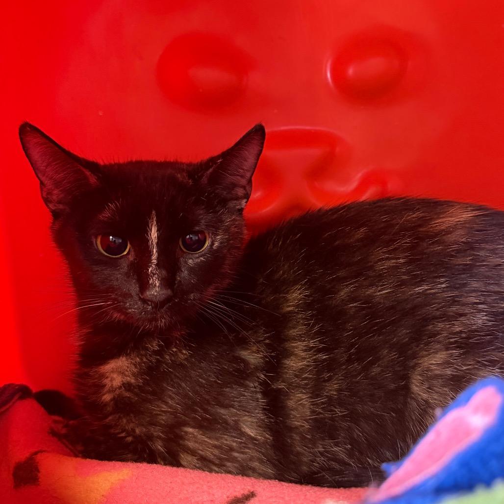Enlarge Shelly, a Adoptable Domestic Short Hair in Waukesha, WI image 2/2