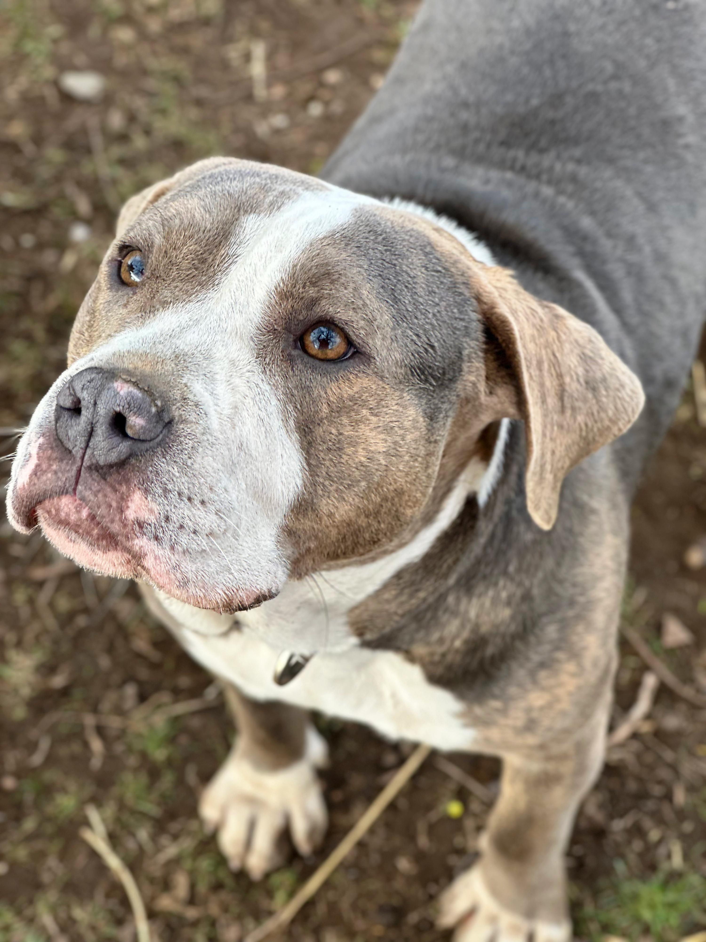 Enlarge Sky, a Adoptable mixed breed in Auburn, WA image 3/3