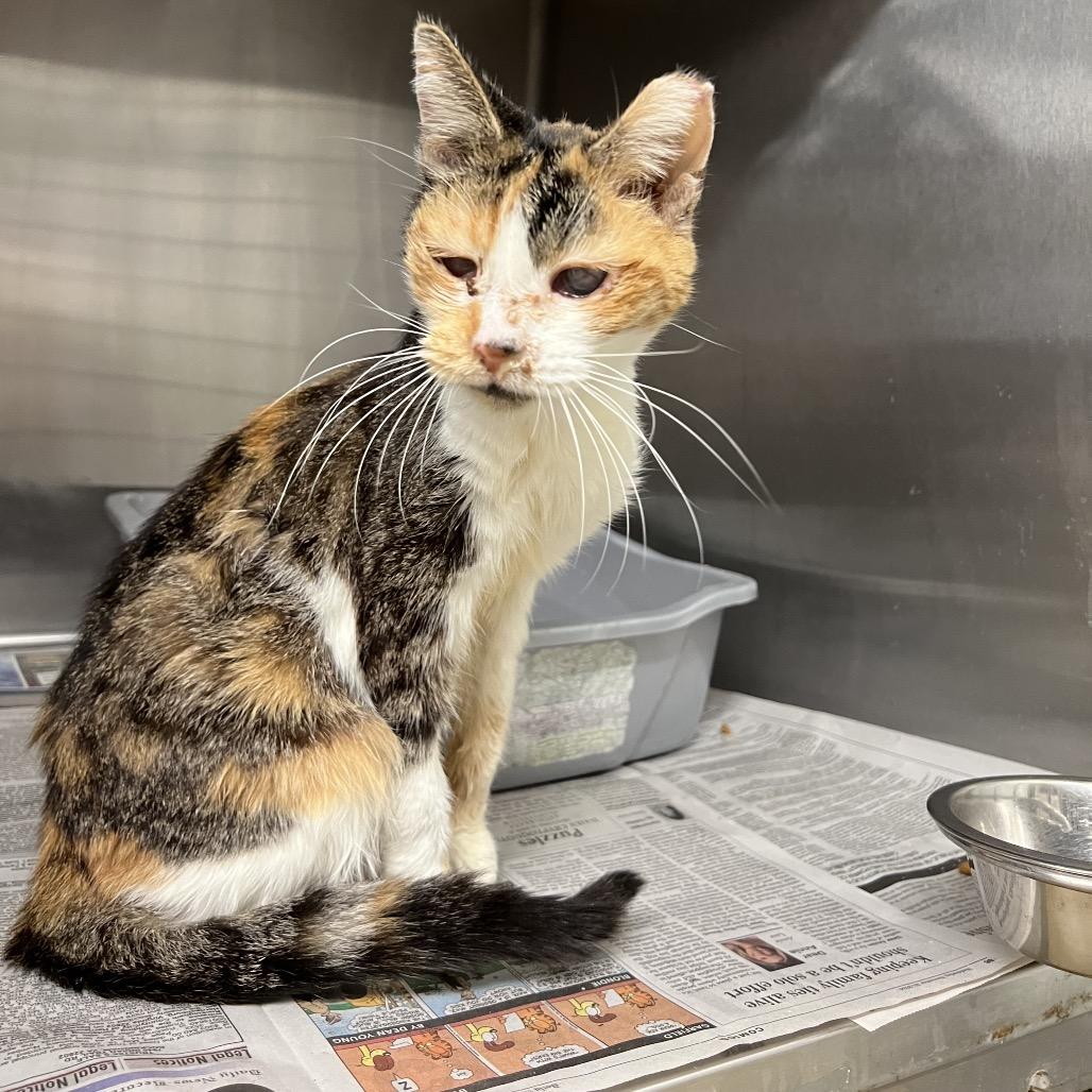 Shrew, a Adoptable Domestic Short Hair in Ruckersville, VA image 2/2