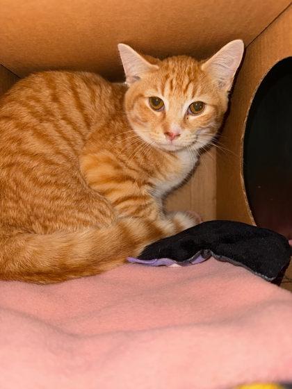 Ravioli, Adoptable, Adult Male Domestic Short Hair & Domestic Short Hair.