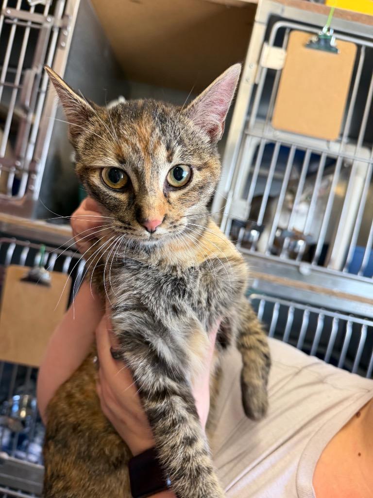 Enlarge Karmen, a Adoptable Tabby in Virginia, MN image 1/1