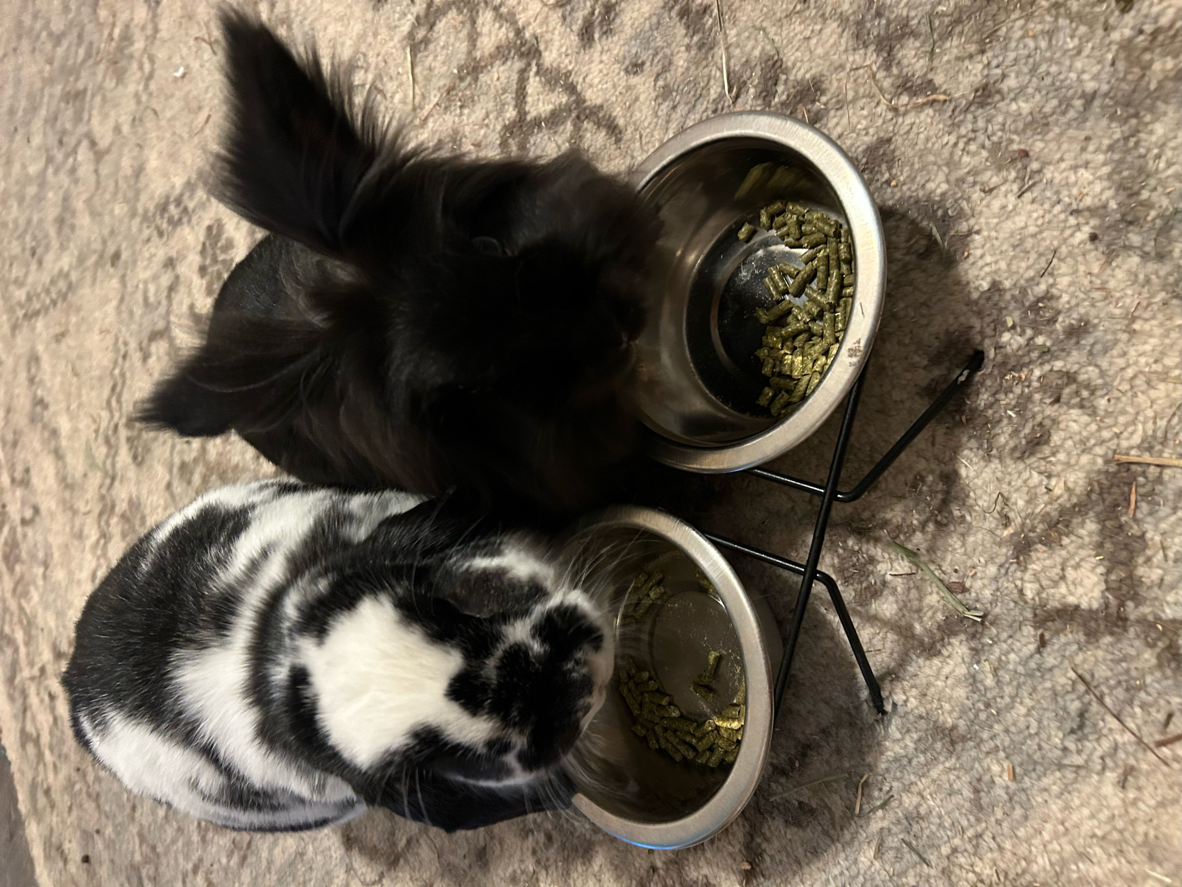 Enlarge Emmaline & Benny, a Adoptable Lionhead in Philadelphia, PA image 1/2