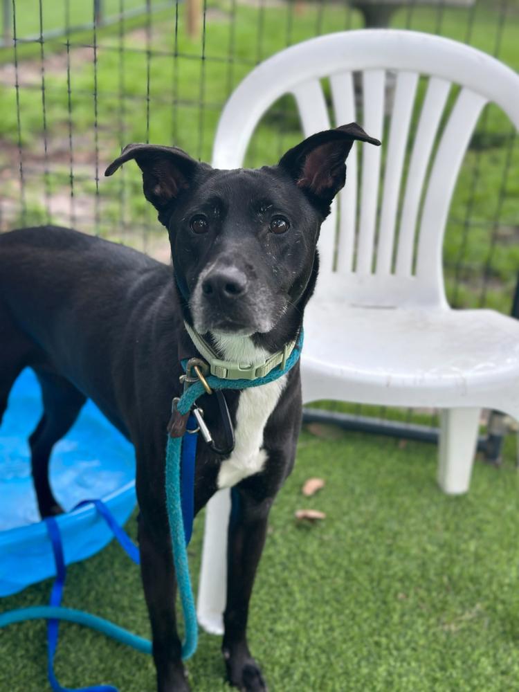 Vada, a Adoptable Mixed Breed in Lakeland, FL image 1/3