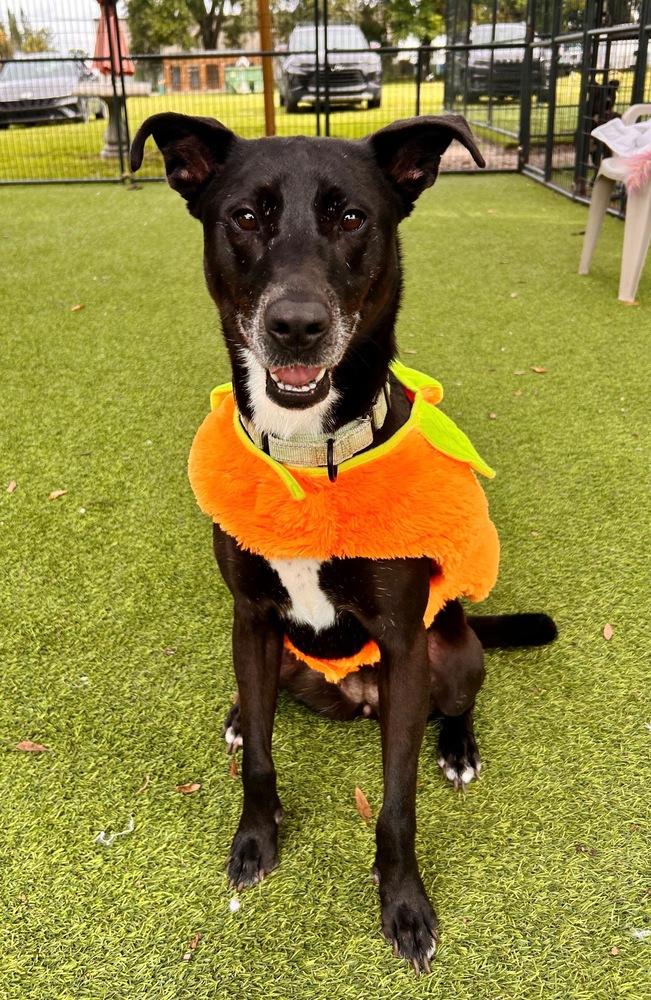 Vada, a Adoptable Mixed Breed in Lakeland, FL image 2/3
