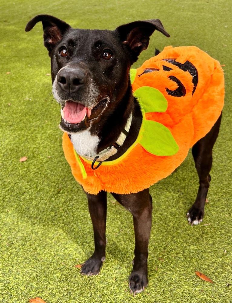 Vada, a Adoptable Mixed Breed in Lakeland, FL image 3/3