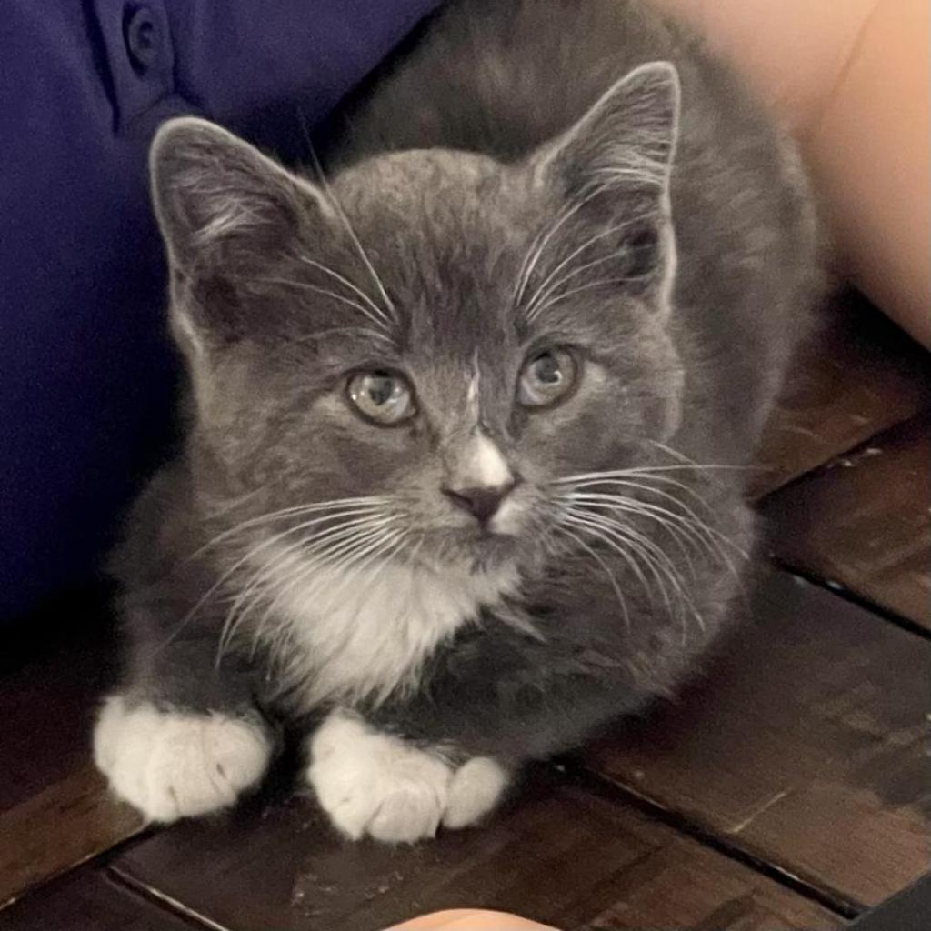 Theo, Adoptable, Adult Male Domestic Short Hair.