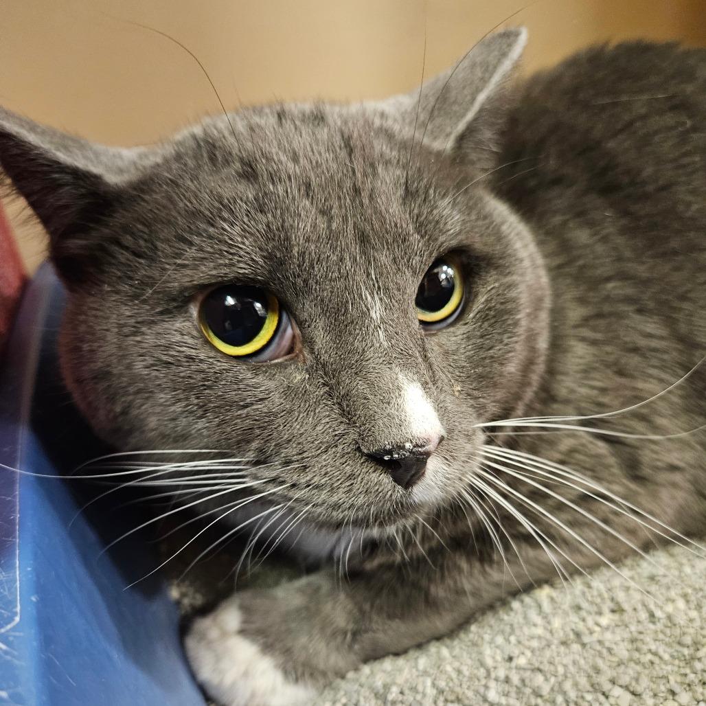 Enlarge Theo, a Adoptable Domestic Short Hair in Las Vegas, NV image 2/2
