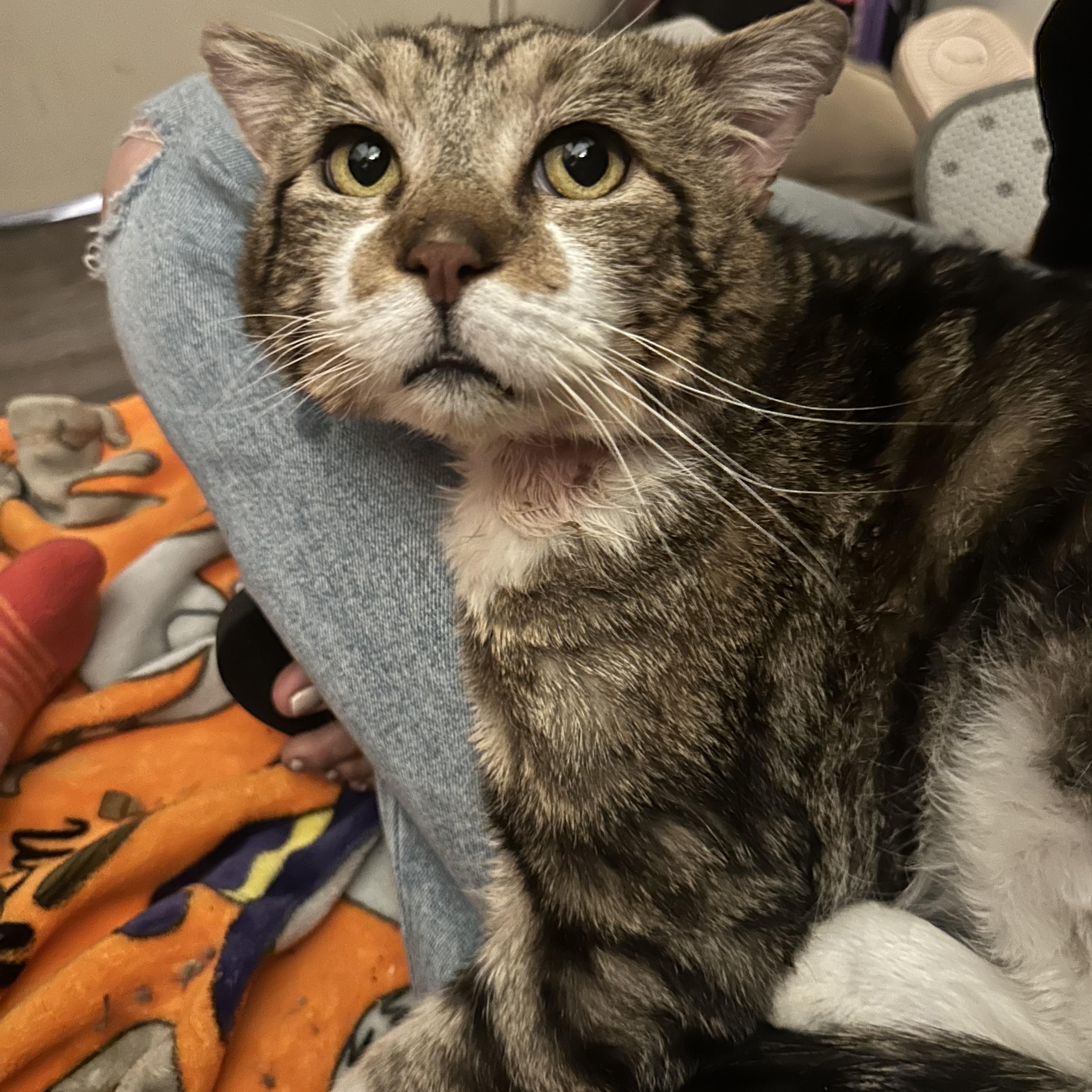 George (Georgie Porgie), ADOPTABLE, Adult Male Domestic Short Hair.