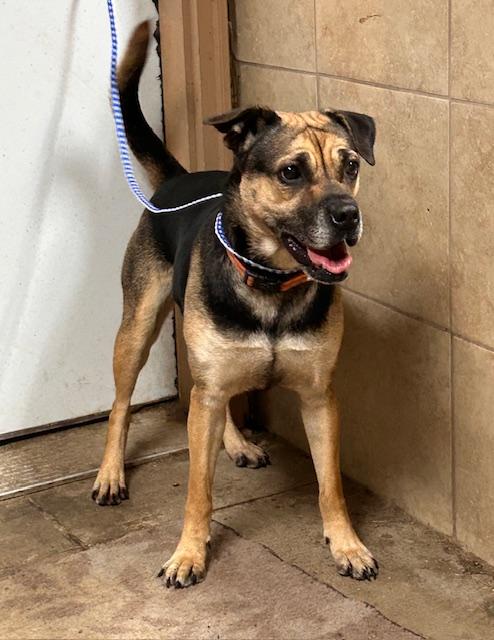 Enlarge Honey, an adopted mixed breed in Denison, IA image 1/3