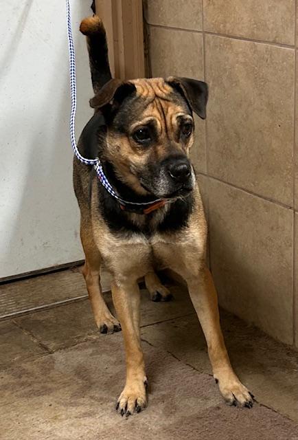 Enlarge Honey, an adopted mixed breed in Denison, IA image 3/3