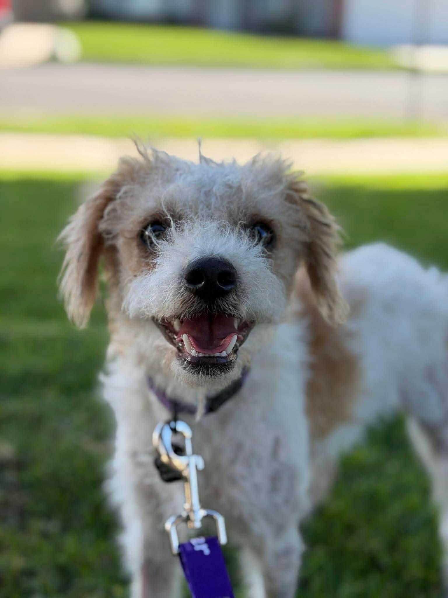 Nash, Adoptable, Young Male Terrier & Poodle.