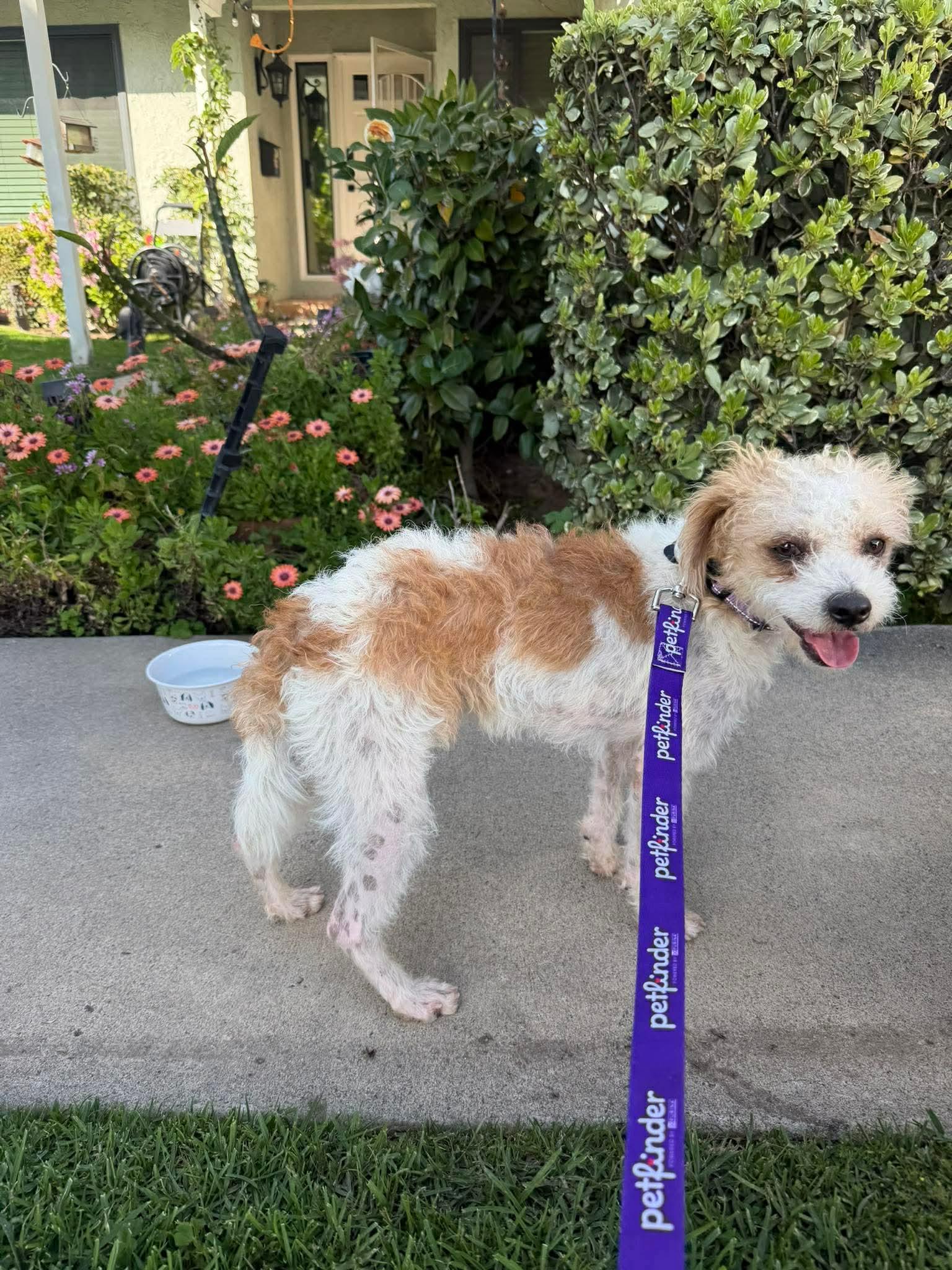 Nash, a Adoptable mixed breed in Orange, CA image 3/3