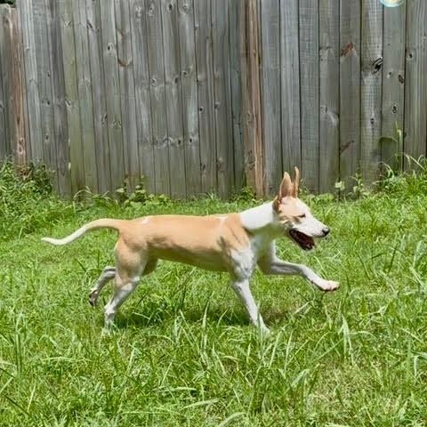 Enlarge Luna, a Adoptable mixed breed in Indian Mound, TN image 5/5