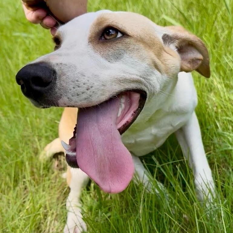 Luna, Adoptable, Puppy Female Hound.