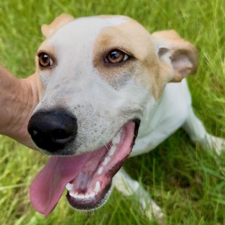 Enlarge Luna, a Adoptable mixed breed in Indian Mound, TN image 2/5