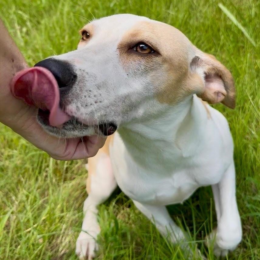 Enlarge Luna, a Adoptable mixed breed in Indian Mound, TN image 3/5