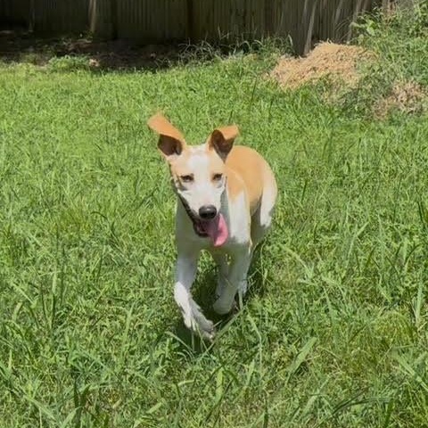 Enlarge Luna, a Adoptable mixed breed in Indian Mound, TN image 4/5